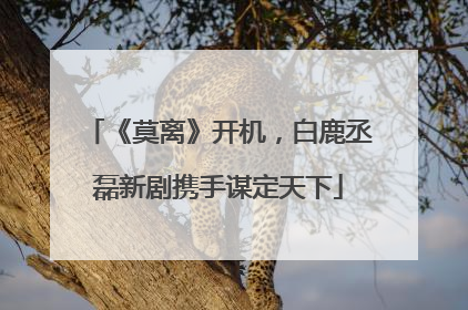 《莫离》开机，白鹿丞磊新剧携手谋定天下