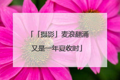 「摄影」麦浪翻涌 又是一年夏收时
