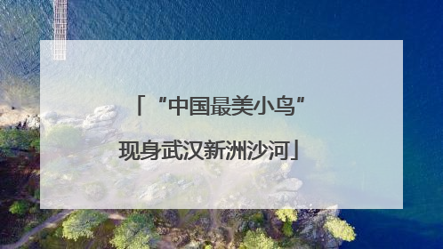 “中国最美小鸟”现身武汉新洲沙河