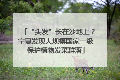 “头发”长在沙地上？宁夏发现大规模国家一级保护植物发菜群落