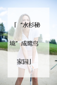 “水杉秘境”成鹭鸟家园