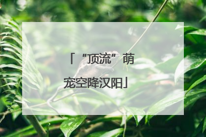 “顶流”萌宠空降汉阳