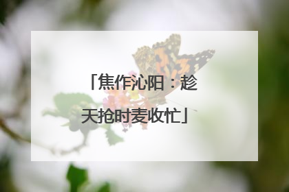 焦作沁阳：趁天抢时麦收忙