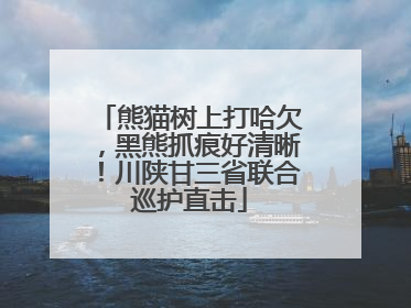 熊猫树上打哈欠，黑熊抓痕好清晰！川陕甘三省联合巡护直击