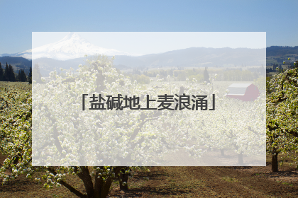 盐碱地上麦浪涌