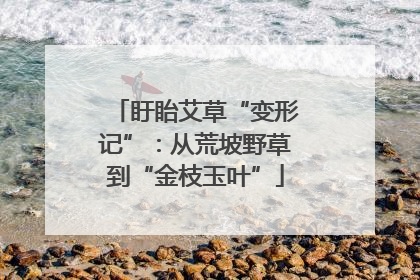 盱眙艾草“变形记”：从荒坡野草到“金枝玉叶”