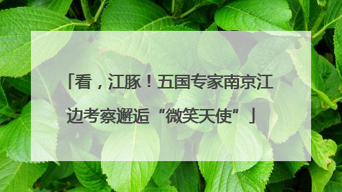 看，江豚！五国专家南京江边考察邂逅“微笑天使”