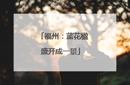 福州：蓝花楹盛开成一景