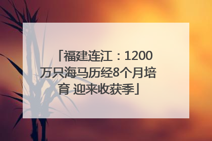 福建连江：1200万只海马历经8个月培育 迎来收获季