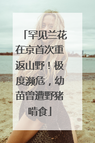 罕见兰花在京首次重返山野！极度濒危，幼苗曾遭野猪啃食