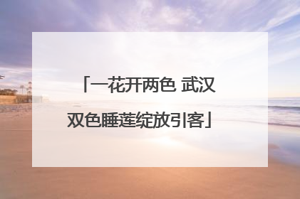 一花开两色 武汉双色睡莲绽放引客