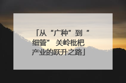 从“广种”到“细管” 关岭枇杷产业的跃升之路