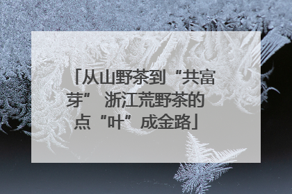 从山野茶到“共富芽” 浙江荒野茶的点“叶”成金路