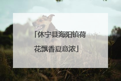 休宁县海阳镇荷花飘香夏意浓
