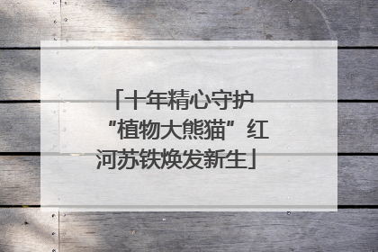 十年精心守护 “植物大熊猫”红河苏铁焕发新生