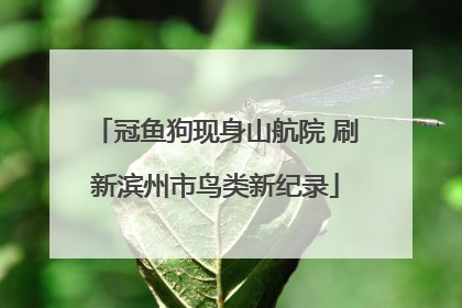 冠鱼狗现身山航院 刷新滨州市鸟类新纪录