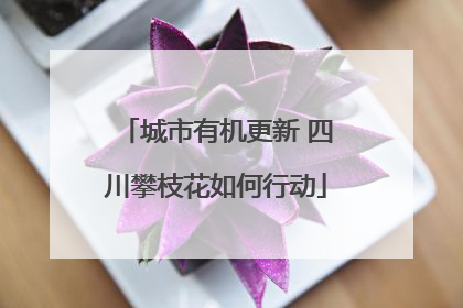 城市有机更新 四川攀枝花如何行动
