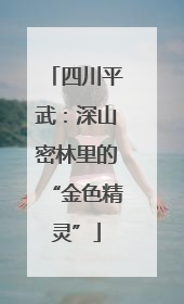四川平武：深山密林里的“金色精灵”