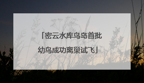 密云水库鸟岛首批幼鸟成功离巢试飞