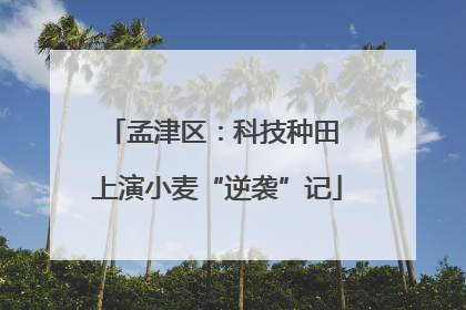 孟津区：科技种田 上演小麦“逆袭”记