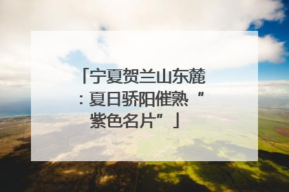 宁夏贺兰山东麓：夏日骄阳催熟“紫色名片”