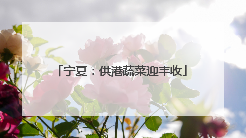 宁夏：供港蔬菜迎丰收