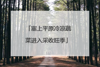 塞上平原冷凉蔬菜进入采收旺季