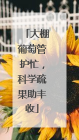 大棚葡萄管护忙，科学疏果助丰收