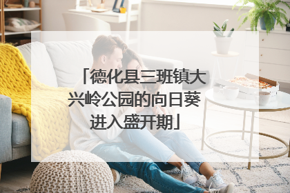 德化县三班镇大兴岭公园的向日葵进入盛开期