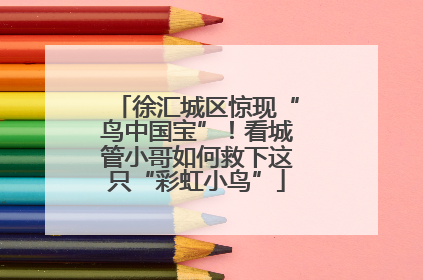 徐汇城区惊现“鸟中国宝”！看城管小哥如何救下这只“彩虹小鸟”