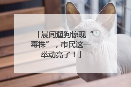 晨间遛狗惊现“毒株”，市民这一举动亮了！