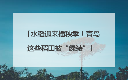 水稻迎来插秧季！青岛这些稻田披“绿装”