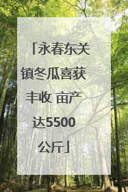 永春东关镇冬瓜喜获丰收 亩产达5500公斤