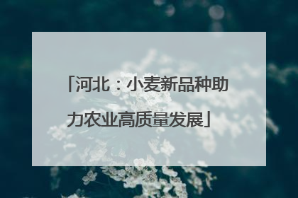 河北：小麦新品种助力农业高质量发展