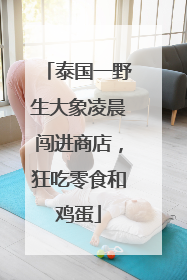 泰国一野生大象凌晨闯进商店，狂吃零食和鸡蛋