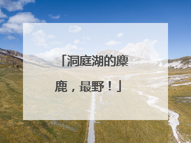 洞庭湖的麋鹿，最野！