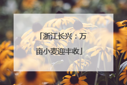浙江长兴：万亩小麦迎丰收