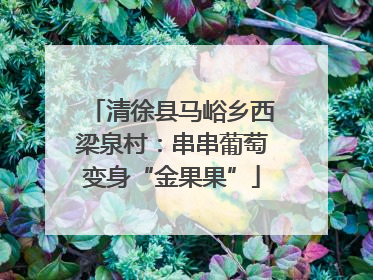 清徐县马峪乡西梁泉村：串串葡萄变身“金果果”