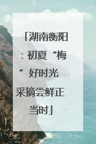 湖南衡阳：初夏“梅”好时光 采摘尝鲜正当时