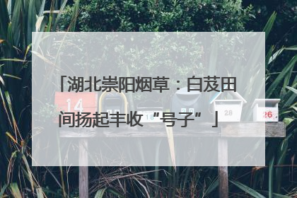 湖北崇阳烟草：白芨田间扬起丰收“号子”