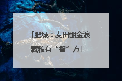 肥城：麦田翻金浪藏粮有“智”方
