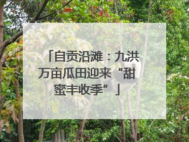 自贡沿滩：九洪万亩瓜田迎来“甜蜜丰收季”