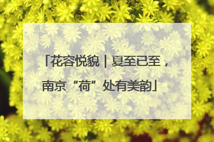花容悦貌｜夏至已至，南京“荷”处有美韵