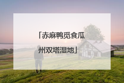 赤麻鸭觅食瓜州双塔湿地