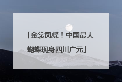 金裳凤蝶！中国最大蝴蝶现身四川广元