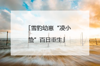 雪豹幼崽“凌小蛰”百日重生