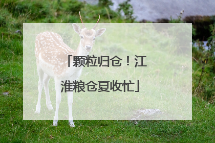 颗粒归仓！江淮粮仓夏收忙