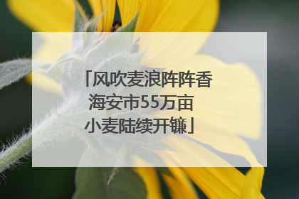 风吹麦浪阵阵香 海安市55万亩小麦陆续开镰
