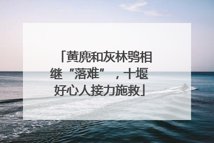 黄麂和灰林鸮相继“落难”，十堰好心人接力施救
