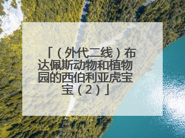 （外代二线）布达佩斯动物和植物园的西伯利亚虎宝宝（2）